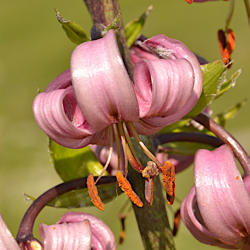 I fiori del Baldo