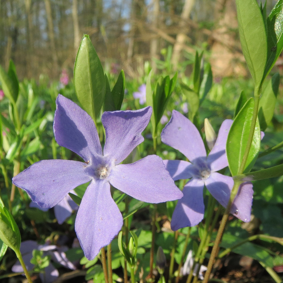 Vinca minor | Botanica urbana