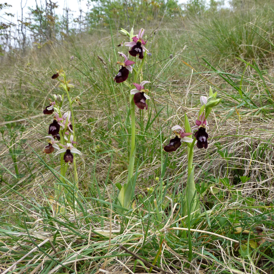 Il fragile destino delle orchidee alpine