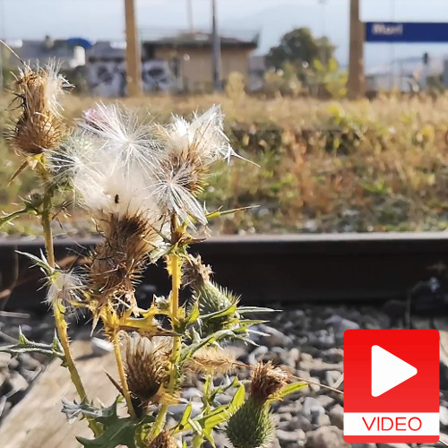 Piante e ferrovia, una strana coppia