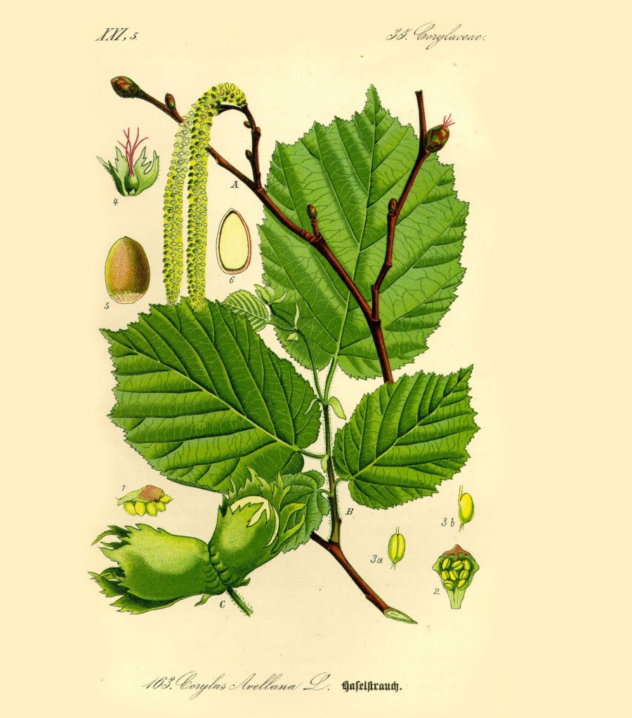 Nocciolo (Corylus avellana), tavola botanica del Prof. Dr. Otto Wilhelm Thomé da Flora von Deutschland, Österreich und der Schweiz (1885, Gera, Germany)