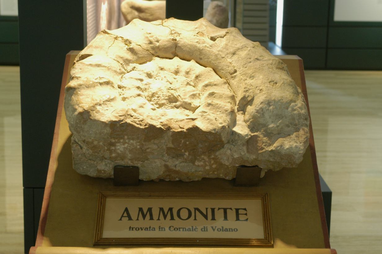 ammonite