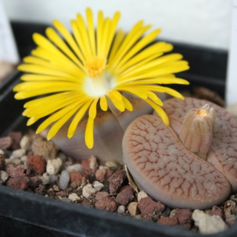 Lithops, "le piante sasso" del museo