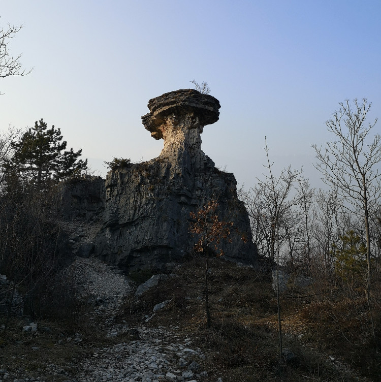 Passeggiata naturalistica al fungo di Albaredo