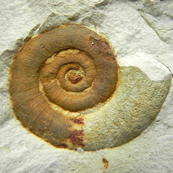 Rid lytoceras subfimbriatum, Val Frenzela, sponda S7