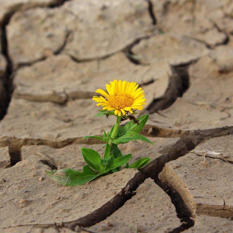 Flora e cambiamento climatico