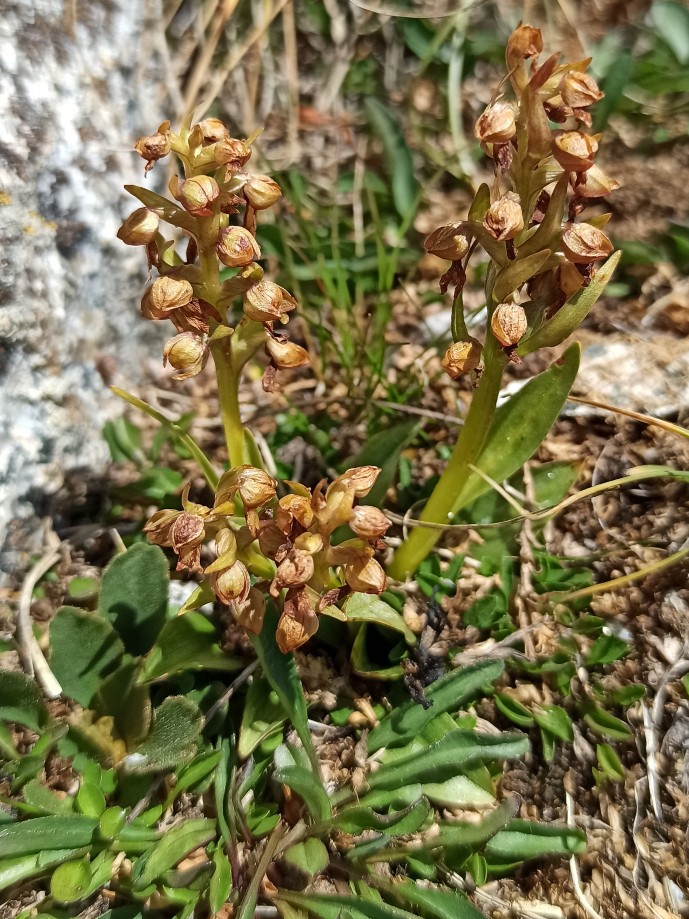 Coeloglossum viride