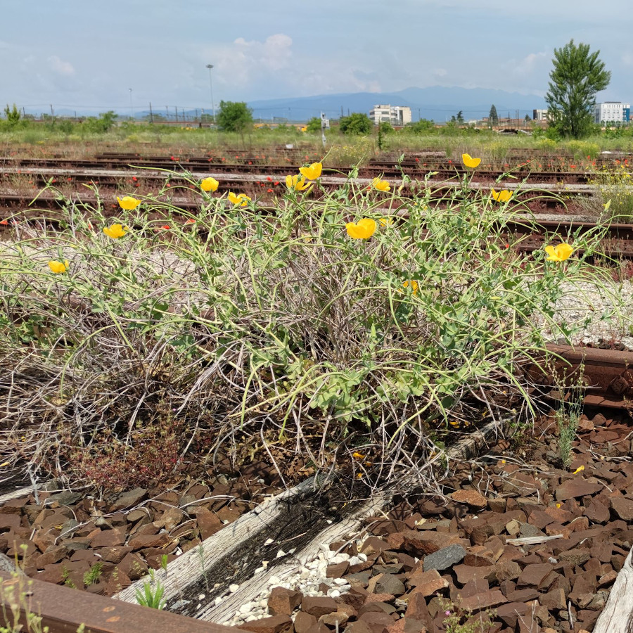 Glaucium flavum | I giovedì della Botanica 2022