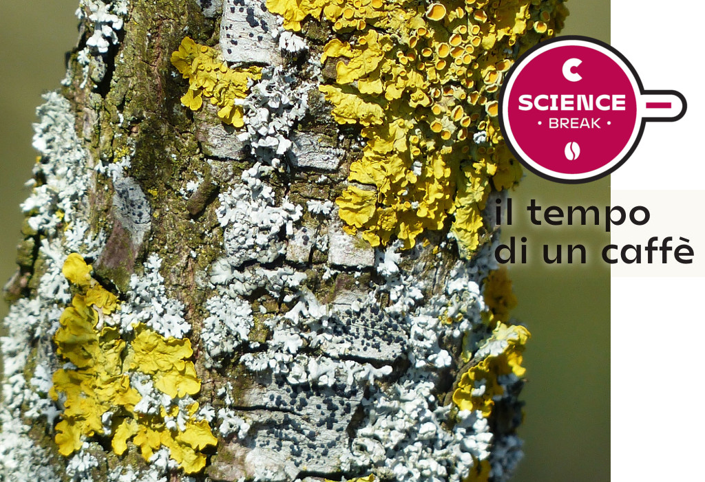 I licheni, preziosi alleati nel monitoraggio dell'aria della città di Rovereto | Science Break