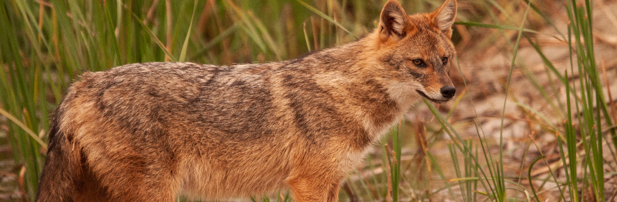 Zoologia-Biologia 2022