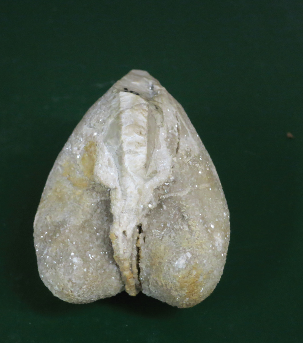 Pannello 6 - Foto 2: Esemplare di Megalodon gumbeli, un mollusco bivalve vissuto nei bassi fondali dell'oceano della Tetide circa 220 milioni di anni fa