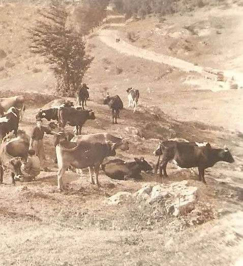Pannello 11 - Foto 2: Bestiame al pascolo anni '60