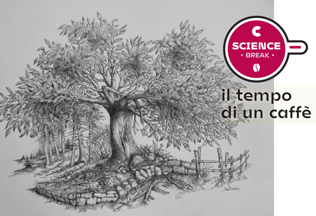 Biodiversità del bosco