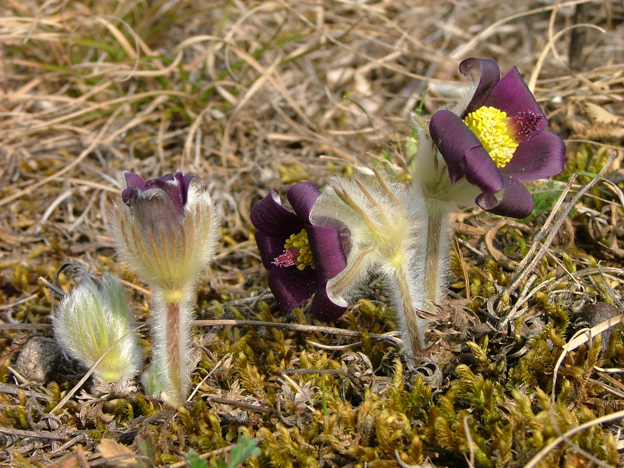 Pulsatilla montana