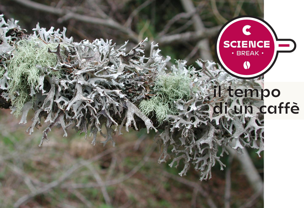 Biomonitoraggio tramite licheni, i risultati delle ultime analisi ambientali a Rovereto