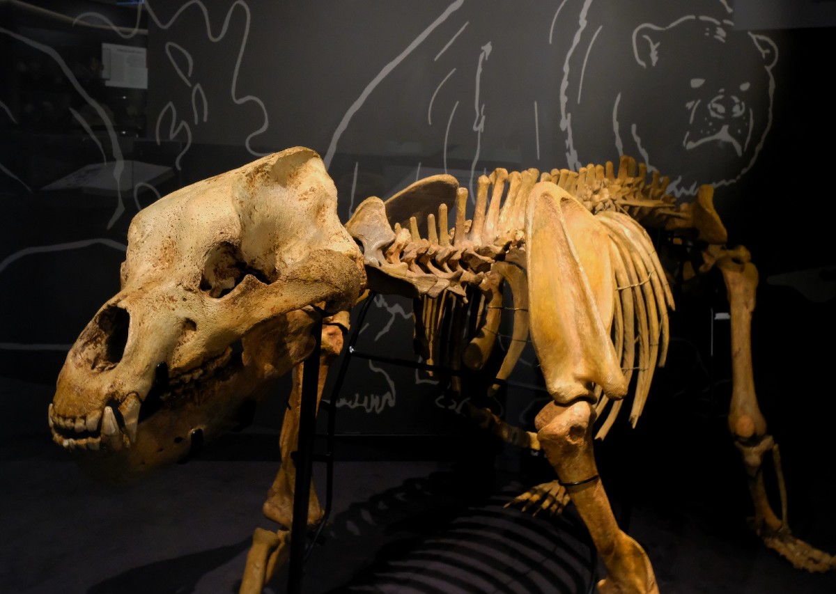 Orso della caverne_paleontologia