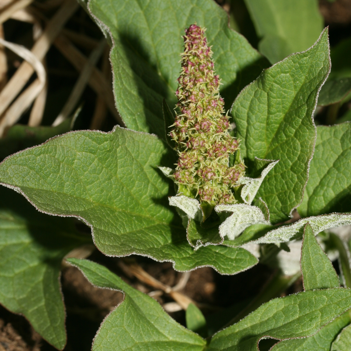 Chenopodium bonus-henricus Malga di Vervò 