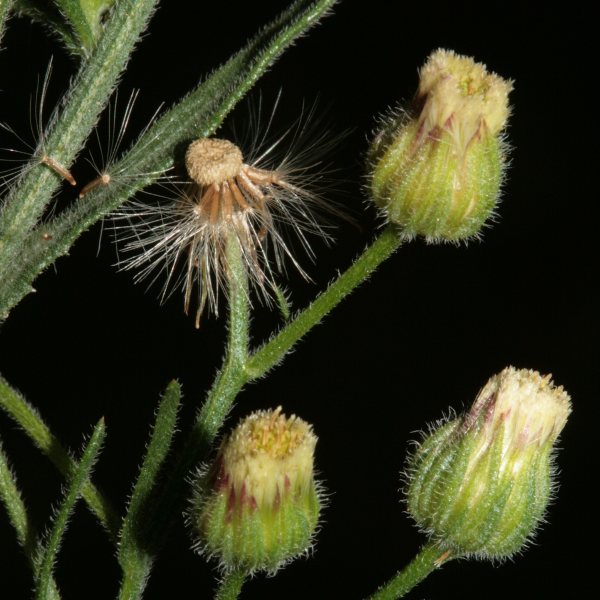 Conyza bonariensis - Corte Buffoncelli (Valeggio sul Mincio, VR)