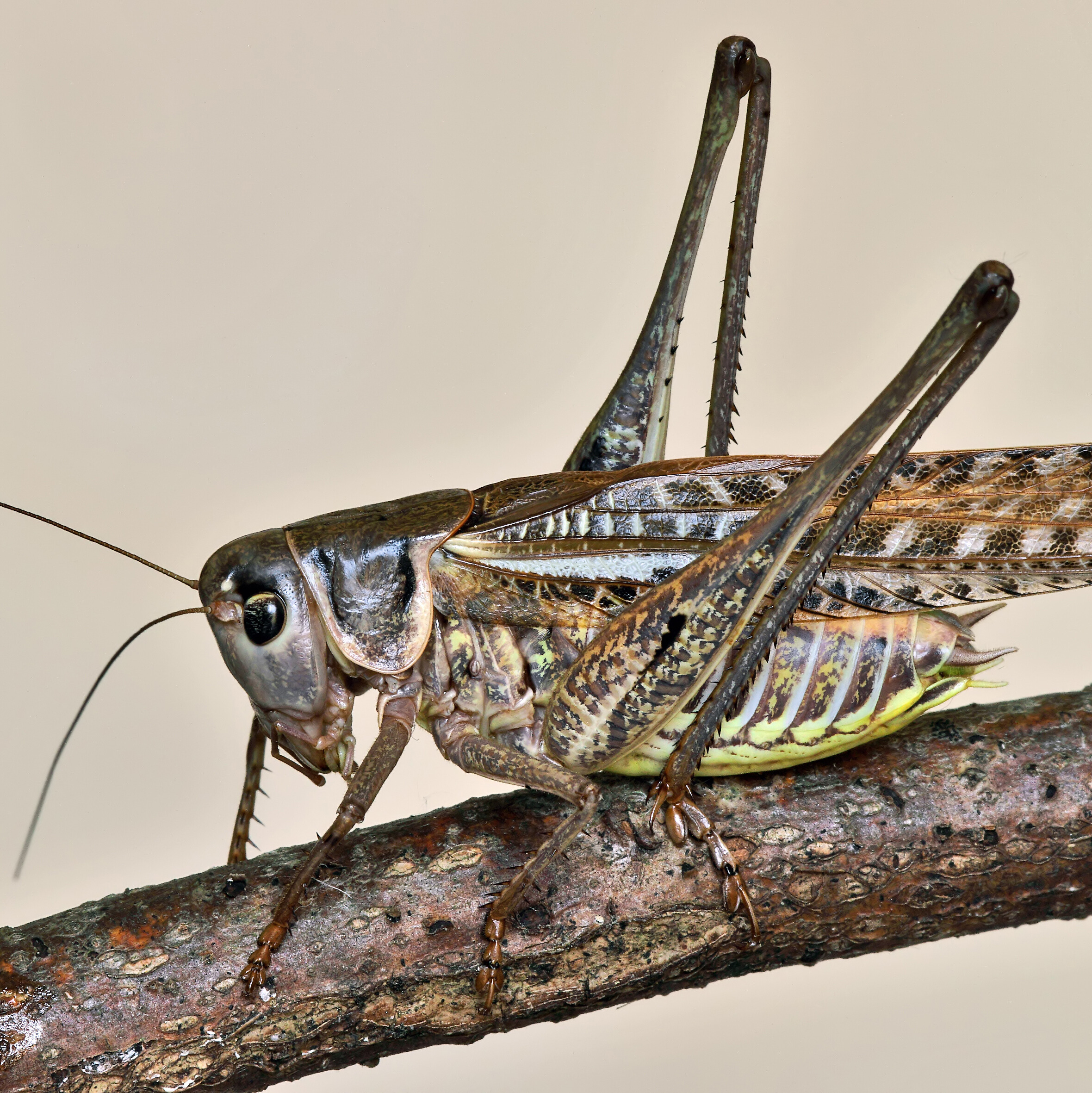 decticus_albifrons foto di Roberto Scherini