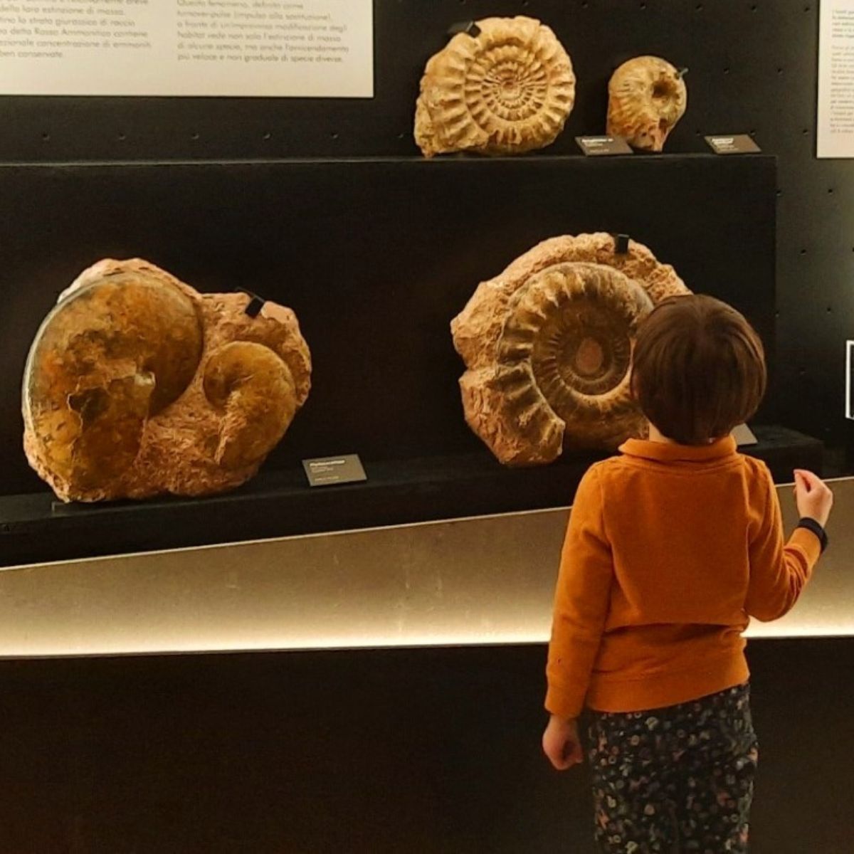 visita-guidata-paleontologia