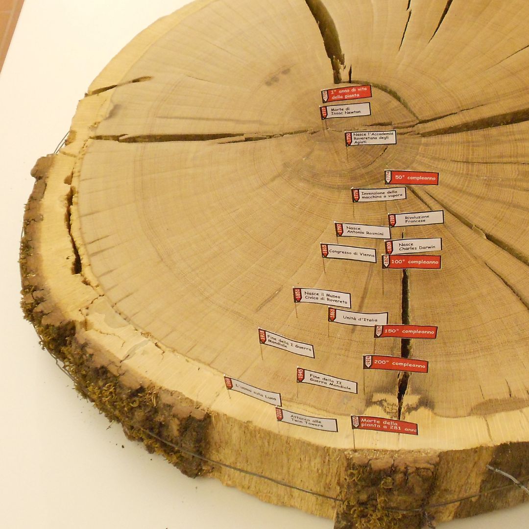 Dendrocronologia