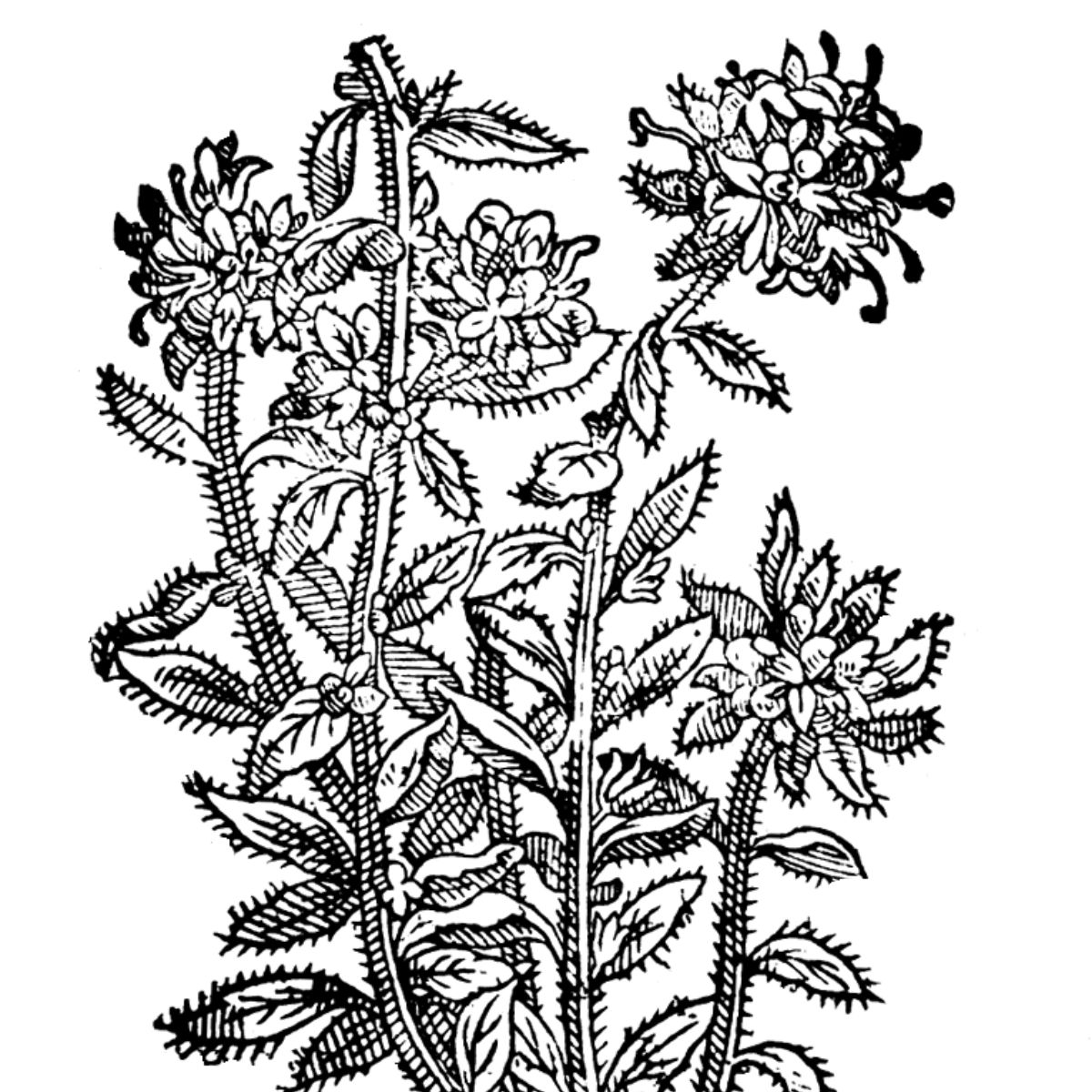 giovedìbotanica1