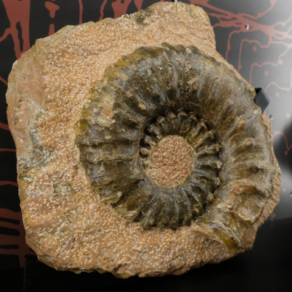 Un museo da scoprire - fossili