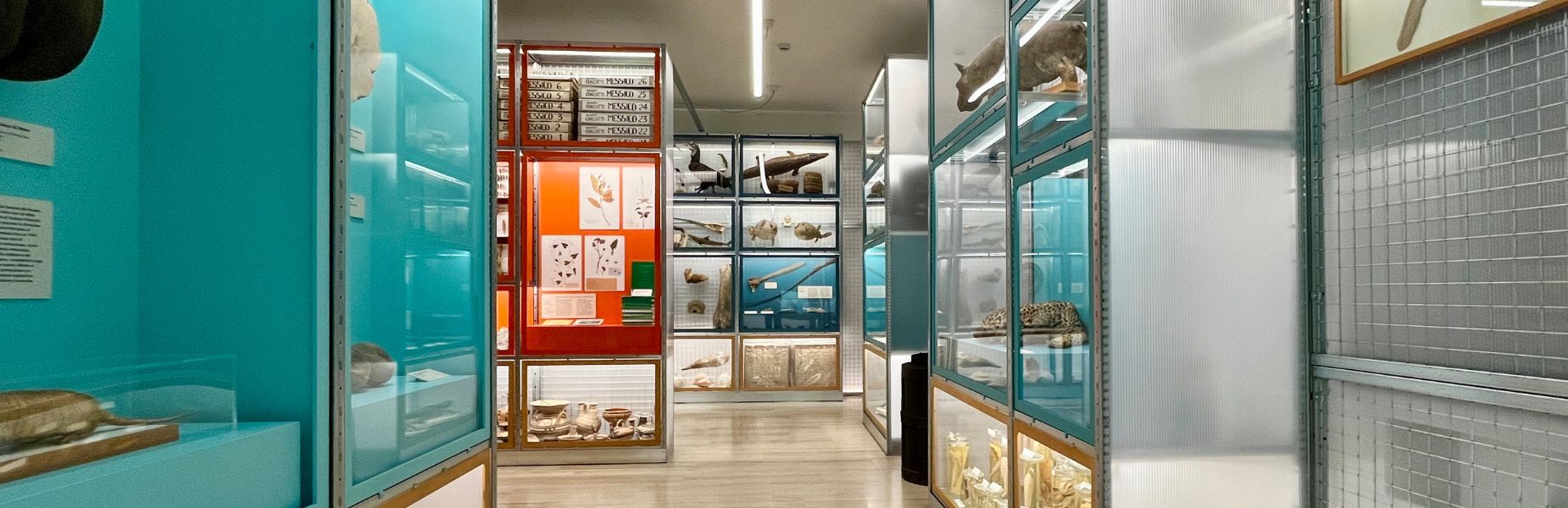 museo scienze e archeologia