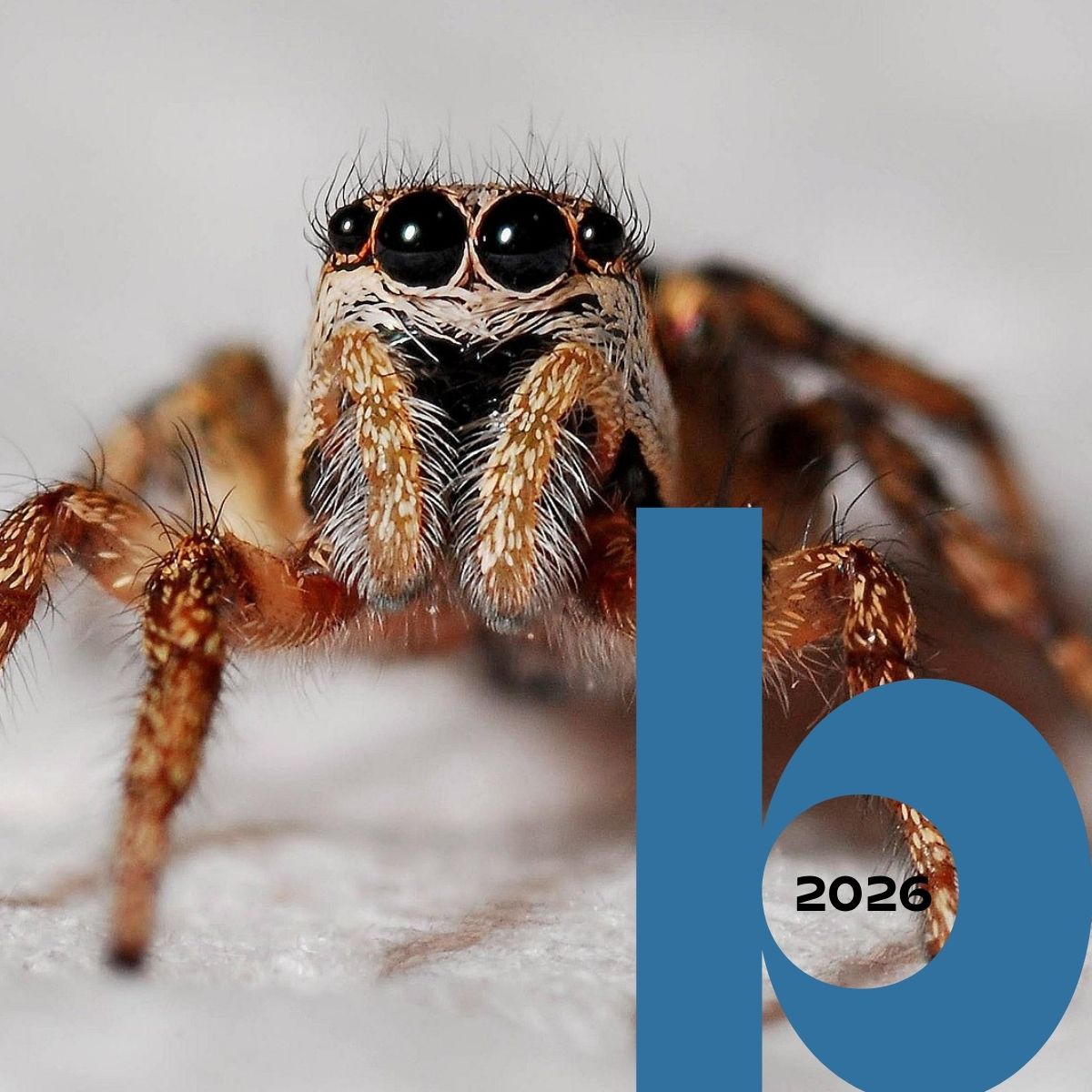 GioZoo_26_Massimo De Agrò