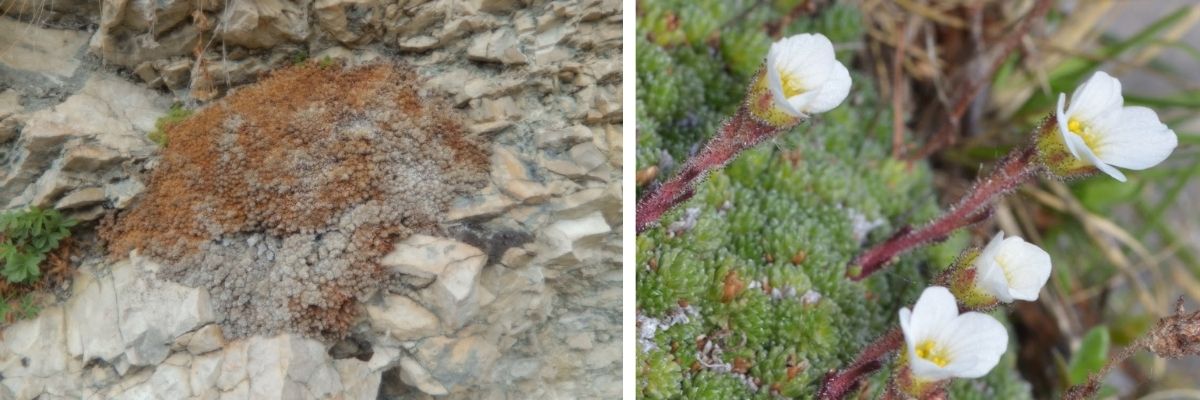Saxifraga tombeanensis