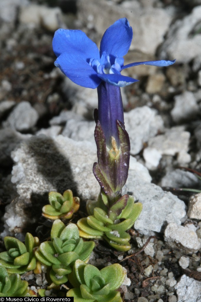Gentiana brentae (foto Filippo Prosser)