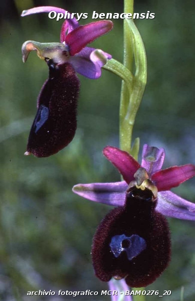 RICERCA-Ophrys