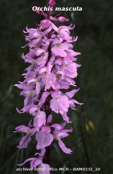 RICERCA-Orchis