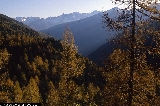 Larix decidua 