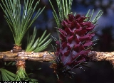 Larix decidua 