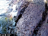 Bangia atropurpurea - ASA2_0003