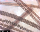 Bangia atropurpurea - ASA2_0006 Bangia atropurpurea - ASA2_0006