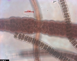 Bangia atropurpurea - ASA2_0007 Bangia atropurpurea - ASA2_0007