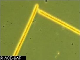 Planktothrix rubescens - ASA2_0010 Planktothrix rubescens - ASA2_0010