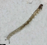 Pseudodiamesa branickii - ASA2_0012 Pseudodiamesa branickii - ASA2_0012