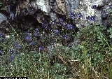 Aquilegia thalictrifolia Aquilegia thalictrifolia
