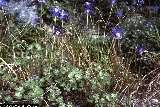 Aquilegia thalictrifolia Aquilegia thalictrifolia