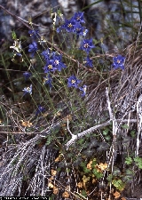 Aquilegia thalictrifolia Aquilegia thalictrifolia