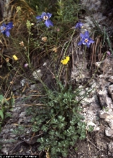Aquilegia thalictrifolia Aquilegia thalictrifolia