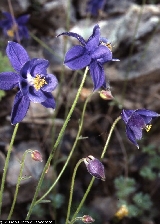 Aquilegia thalictrifolia Aquilegia thalictrifolia
