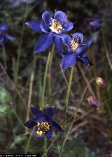 Aquilegia thalictrifolia Aquilegia thalictrifolia