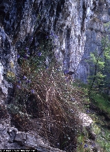 Aquilegia thalictrifolia Aquilegia thalictrifolia