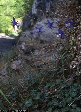 Aquilegia thalictrifolia Aquilegia thalictrifolia