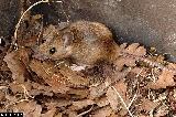 Apodemus flavicollis - ASA3_0002 Apodemus flavicollis - ASA3_0002