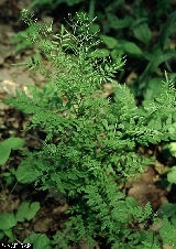 Cardamine impatiens - ASA1_0009 Cardamine impatiens - ASA1_0009